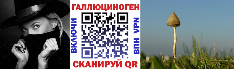 Псилоцибиновые грибы Cubensis  это состав  Дятьково 